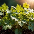 cilantro, fresh herbs leaves seasoning for cooking ingredient