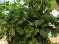 Cilantro- fresh picked