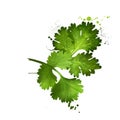 Cilantro Green Leaves Close-up Isolated On A White. Grahic Illustration. Coriander. Chinese Parsley. Annual Herb In The Family
