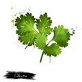 Cilantro green leaves close-up isolated on a white. Grahic illustration. Coriander. Chinese parsley. Annual herb in the family Royalty Free Stock Photo