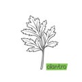 Cilantro hand drawn