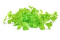 Cilantro herb isolated on white background