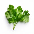 cilantro isolated on white background, AI Generative