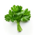 cilantro isolated on white background, AI Generative.