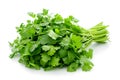 Cilantro isolated on a white background. Isolation