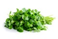 Cilantro isolated on a white background. Isolation