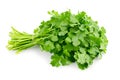 Cilantro isolated on a white background. Isolation