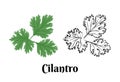 Cilantro isolated on white background. Vector color illustration of fragrant green herb