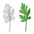 Cilantro isolated on white background. Vector illustration of fragrant green herbs.
