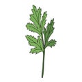 Cilantro isolated on white background. Vector illustration of fragrant green herbs in flat style.