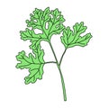 Cilantro isolated on white. Vector illustration