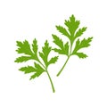 Cilantro