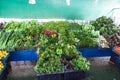 Cilantro, lettuce leaves and other leafy greens are in plastic boxes on sale. Fruit and vegetable marketplace is in Alanya, Turkey Royalty Free Stock Photo