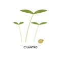 Cilantro microgreens and seed