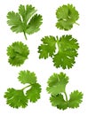 Cilantro (Parsley)