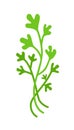 Cilantro or parsley bunch. Vector illustration isolated on white.