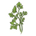 Cilantro parsley herb color sketch engraving