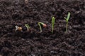 Cilantro (parsley) plant germination Royalty Free Stock Photo