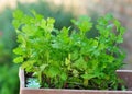 Cilantro in a Pot