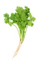 Cilantro Royalty Free Stock Photo