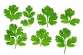 Cilantro Set Royalty Free Stock Photo