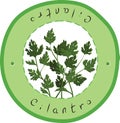 Cilantro