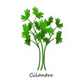 Cilantro vector icon.Cartoon vector icon isolated on white background cilantro.