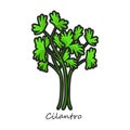 Cilantro vector icon. Color vector icon isolated on white background cilantro