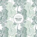 Cilantro. Vector seamless pattern for design menu, packaging and recipes. Hand drawn vintage illustration. Botanical