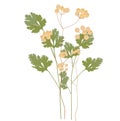 Cilantro vector stock illustration. Coriander. green leaves seasoning according to the recipe.