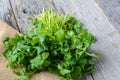 Cilantro on Wooden Background