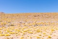 Cile Atacama desert guanacos in nature in the morning Royalty Free Stock Photo