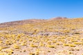 Cile Atacama desert guanacos in nature in a sunny day Royalty Free Stock Photo