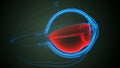 Eye part of Ciliary body anatomy. 3d illustration Royalty Free Stock Photo