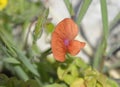 Ciliate Vetchling Royalty Free Stock Photo