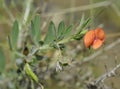 Ciliate Vetchling Royalty Free Stock Photo