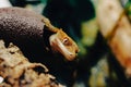 Ciliated banana-eating gecko Correlophus ciliatus of the genus Rhacodactylus or Correlophus.