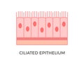 Ciliated epithelium. Epithelial tissue types. Royalty Free Stock Photo