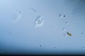 Ciliates as single-cell plankton animals Royalty Free Stock Photo