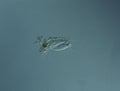 Ciliates in drops of water Royalty Free Stock Photo