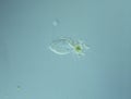 Ciliates in drops of water Royalty Free Stock Photo