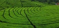 Cimanggu Pangalengan Tea Plantation, Bandung, West Java Royalty Free Stock Photo