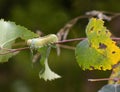 Cimbex femoratus, the birch sawfly caterpillar. Large LARVA