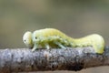 Cimbex femoratus birch Sawfly caterpillars Royalty Free Stock Photo