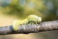 Cimbex femoratus, the birch Sawfly caterpillars Royalty Free Stock Photo