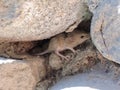 A mouse hiding in a Wall