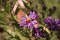 Cimicidae Symphyotrichum novae-angliae Flowers on Sunset Royalty Free Stock Photo