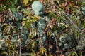 Cimitero Monumentale, historic cemetery in Milan, Italy. A tomb Royalty Free Stock Photo