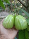 Cincalo tebu on of Water apple varian Royalty Free Stock Photo