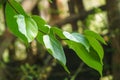 Cincau leaves / Cylea Barbata Myers or green grass jelly Royalty Free Stock Photo